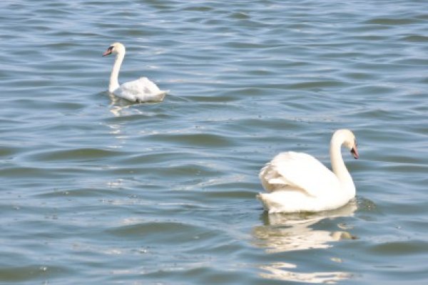 Lebedele de pe Lacul Tăbăcăriei, bucuria celor mici